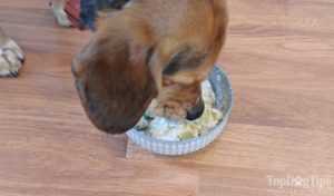 Homemade Dog Food for Allergies