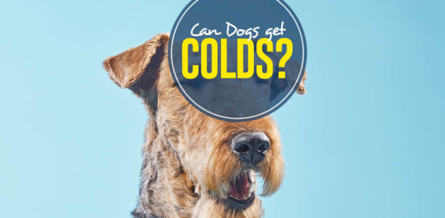 How Can Dogs Get Colds