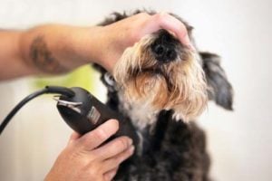 How I Started Using Professional Dog Clippers Myself