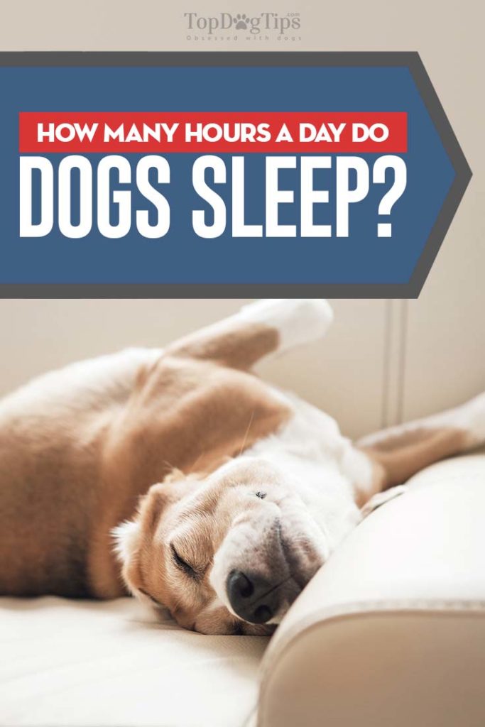 How Many Hours a Day Do Dogs Sleep