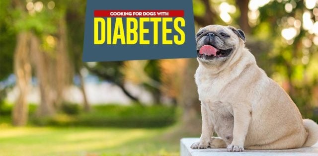 Dog Diabetes Diet: What to Feed a Diabetic Dog