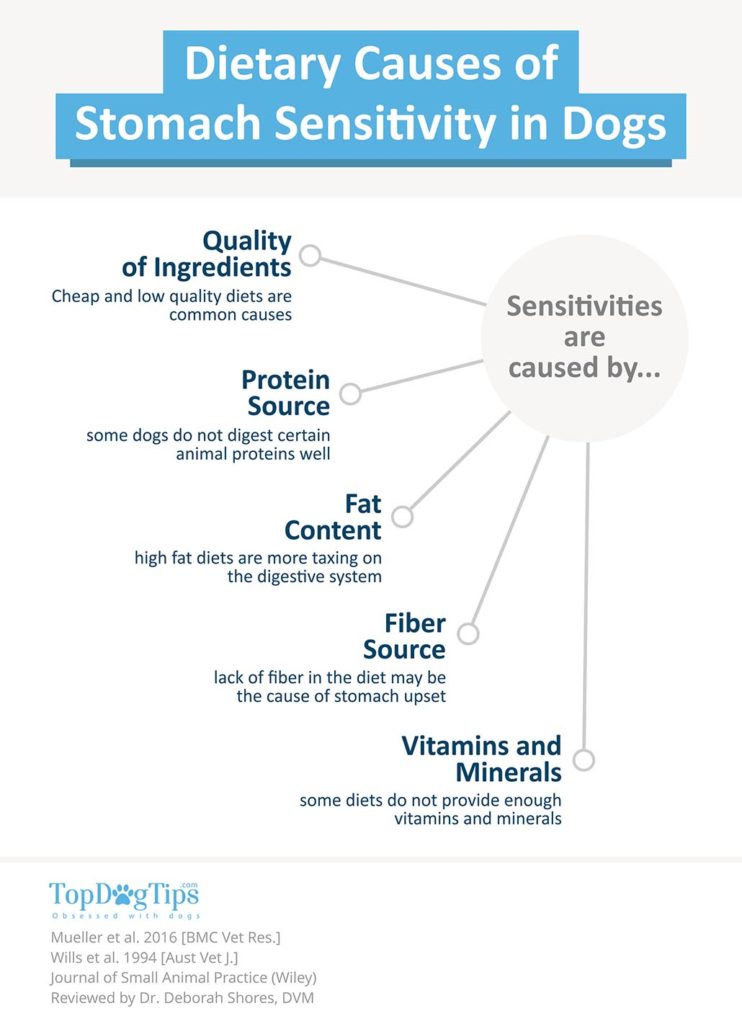 How to Choose Best Sensitive Stomach Dog Foods