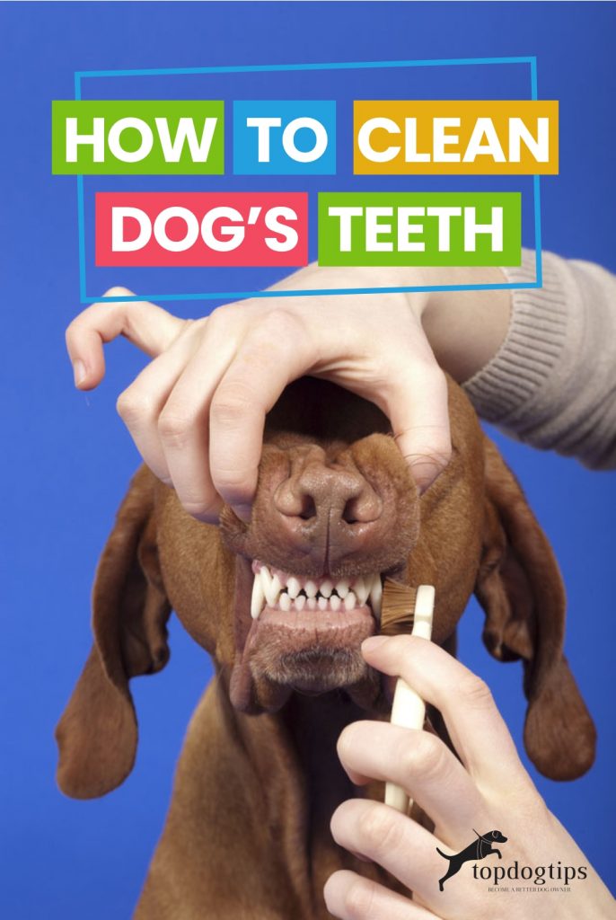 How to Clean Dog-s Teeth