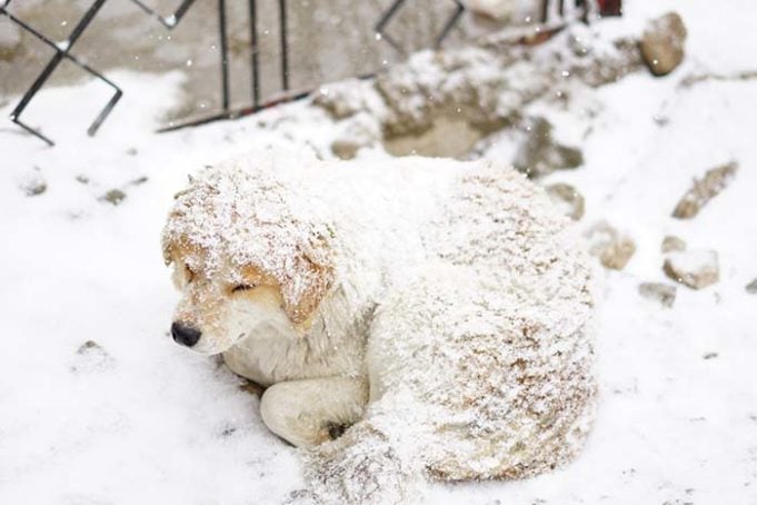 Many Dogs Are Freezing to Death Outside This Year