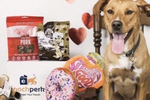 Pooch Perks Dog Box