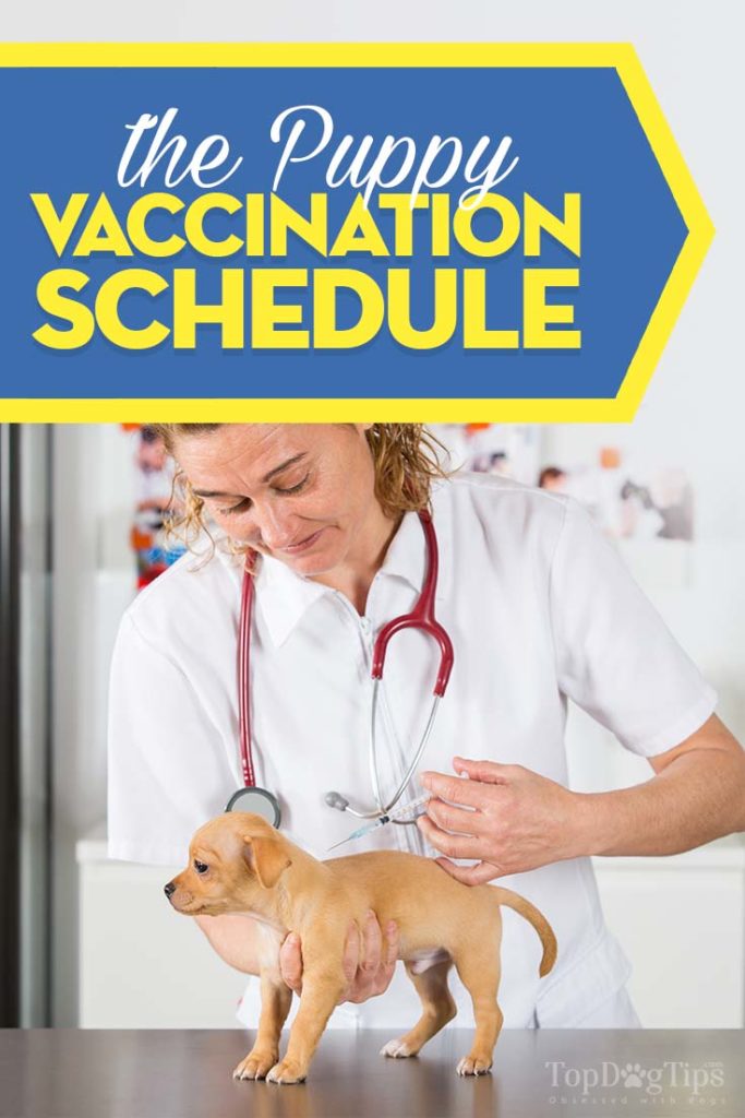 Puppy Shot Schedule Guide