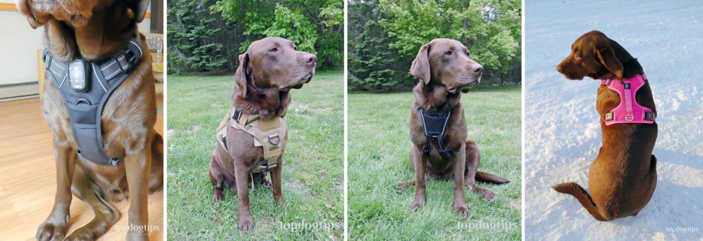 Review of Top Rated Dog Harnesses