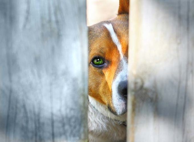 Sad dog behind a fence