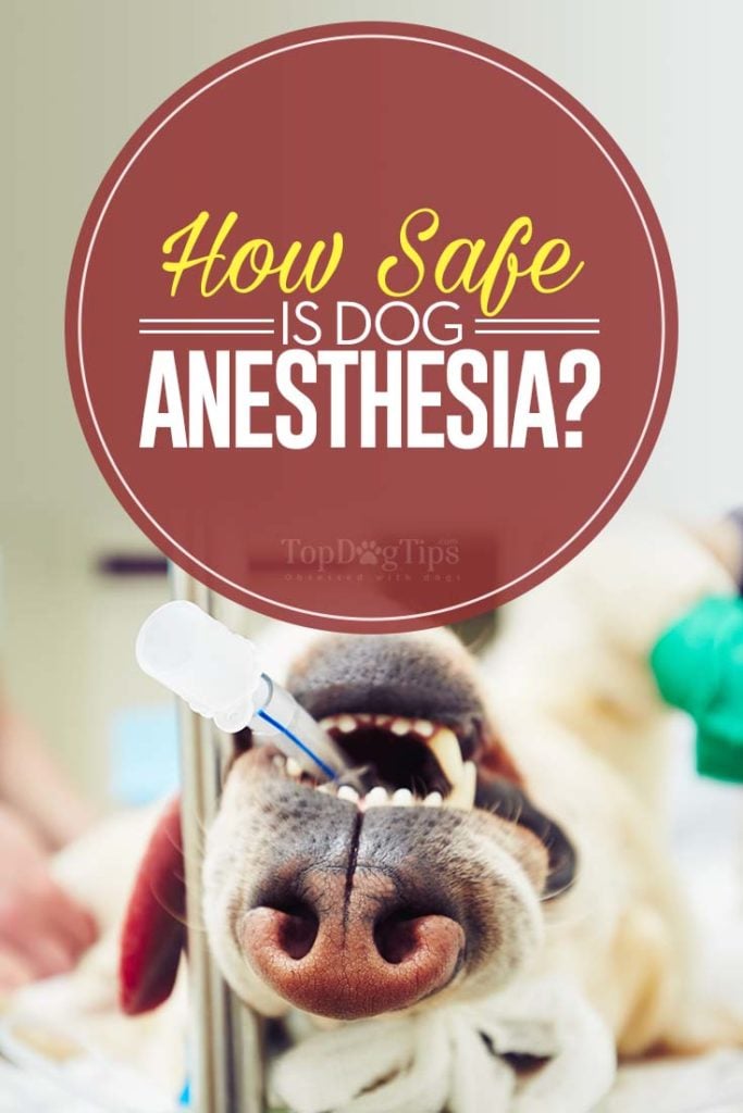 Safety of Dog Anesthesia