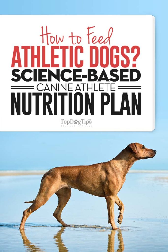 Science Guide on How to Feed Athletic Dogs