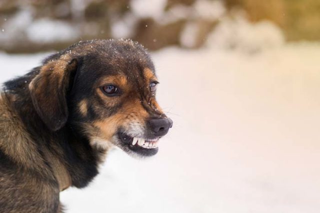 Scientists Now Understand How Rabies Work in the Dog's Brain featured image