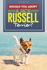 Should You Adopt a Jack Russell Terrier