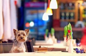 Take Your Dog to Dinner