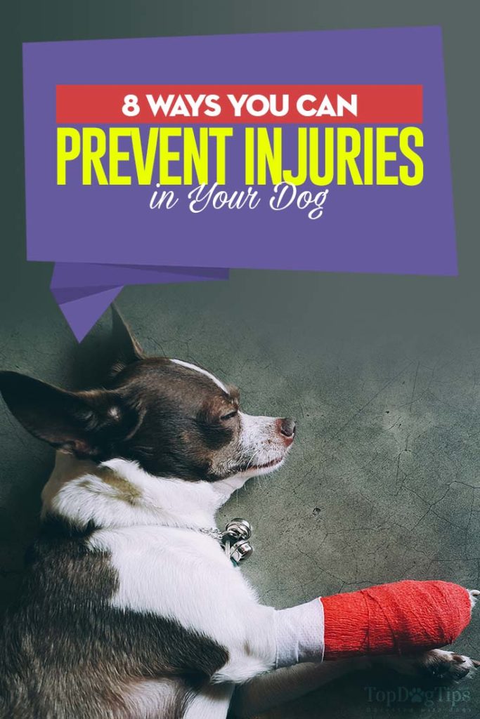 The 8 Ways You Can Prevent Injuries in Your Dog