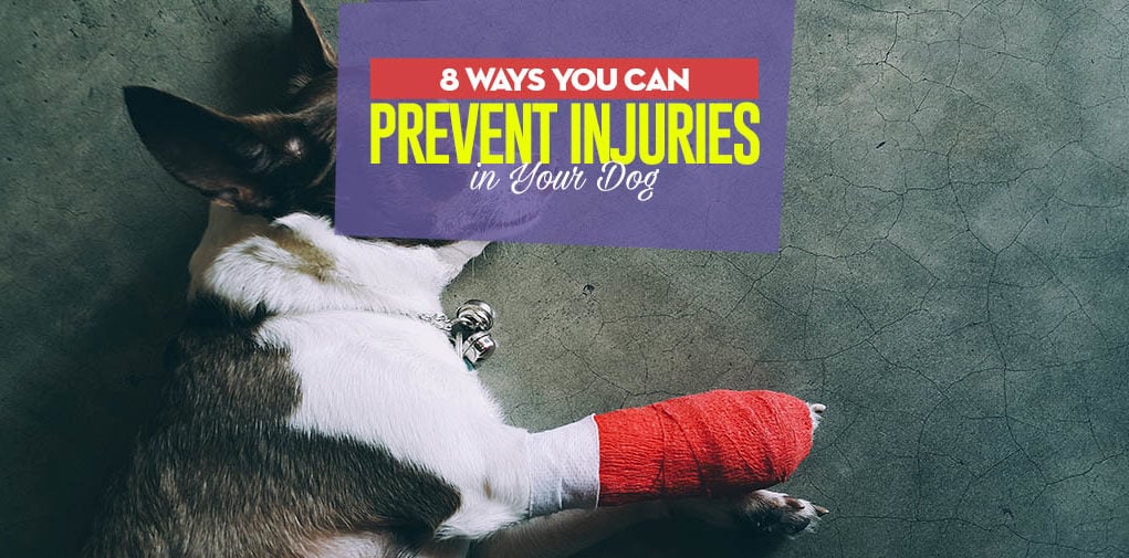 The 8 Ways to Prevent Injuries in Dogs