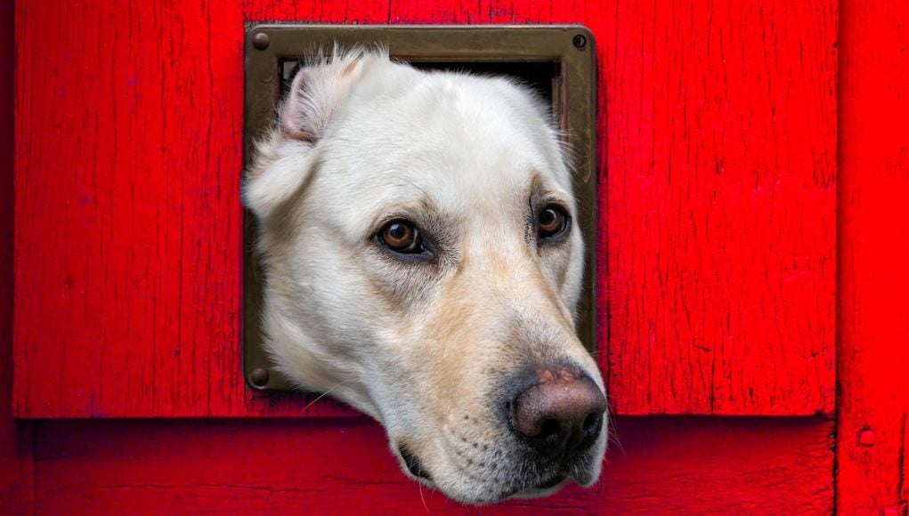 The Best Dog Door for Walls and Doors