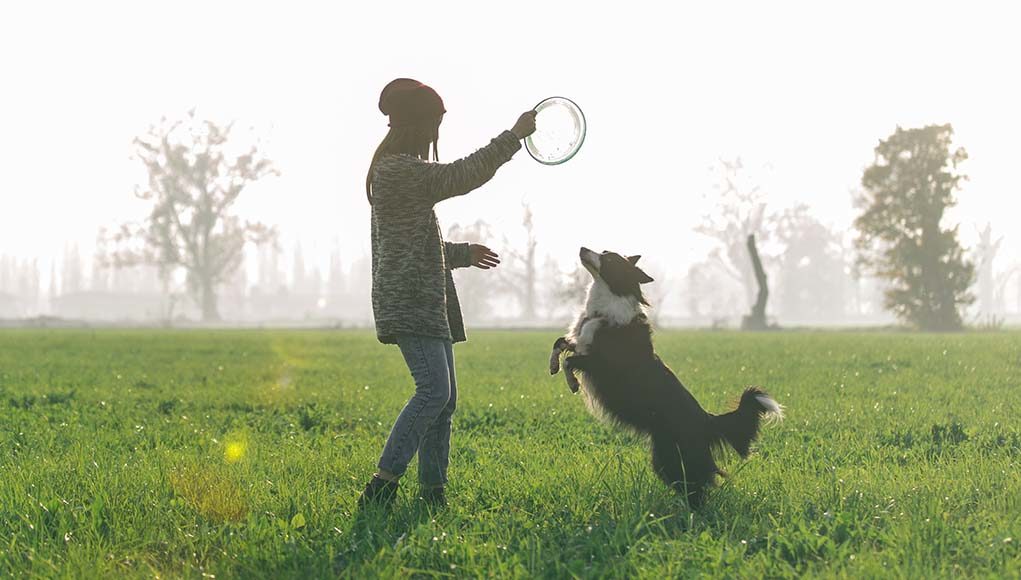 The Best Dog Frisbee Flying Disc Toys