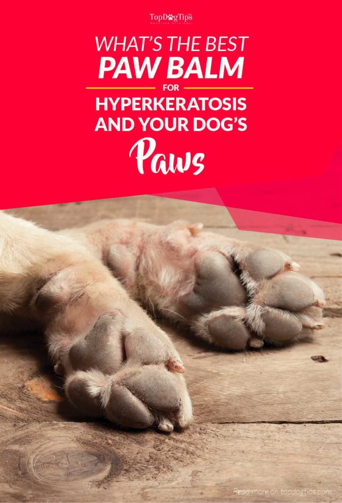 The Best Paw Balm for Dogs Paw with Hyperkeratosis and Other Conditions