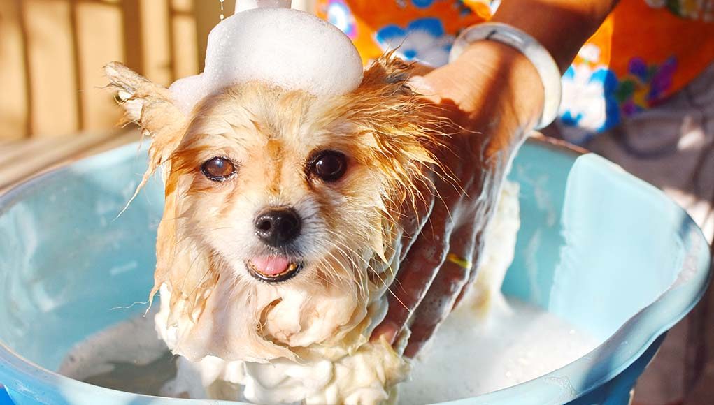 The Best Puppy Shampoo Brands of 2020 (Gentle with Neutral pH Acidity)