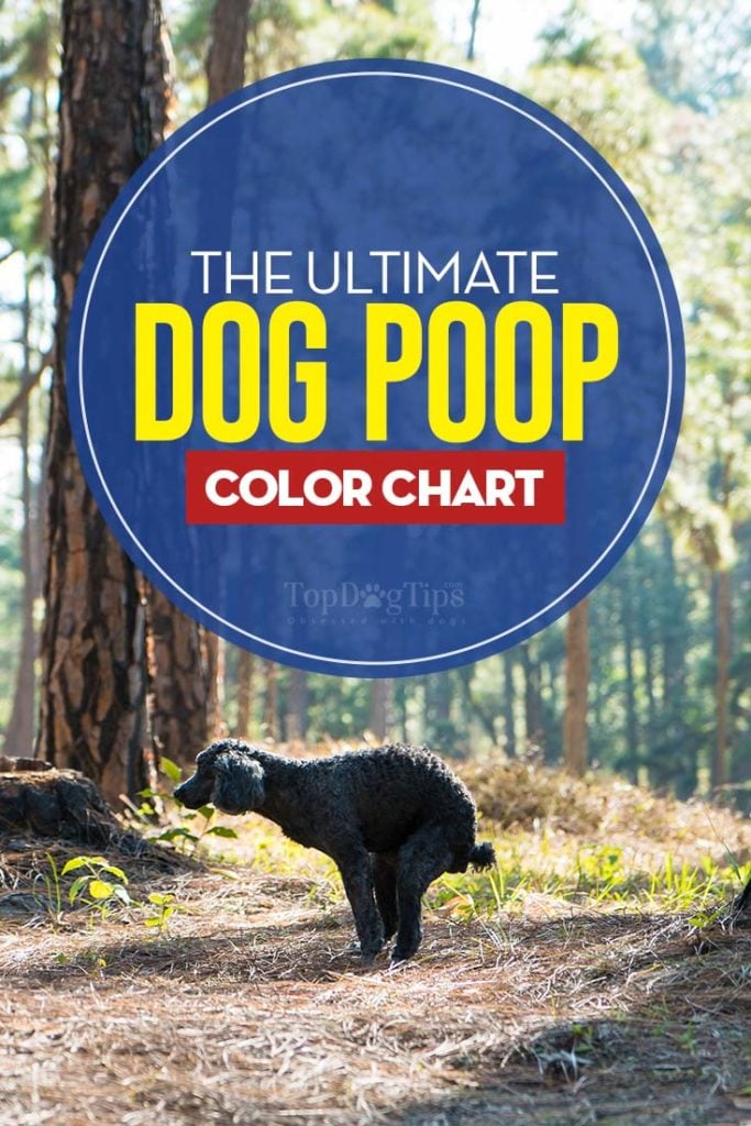 The Ultimate Dog Poop Color Chart Title Card