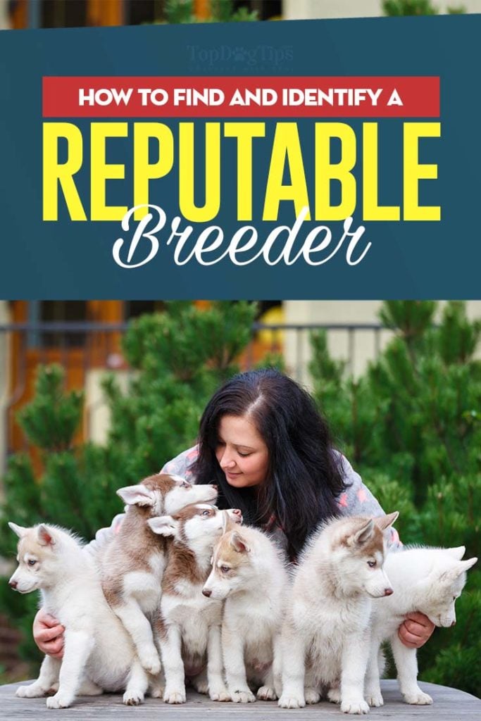 Tips on How to Find Reputable Dog Breeders