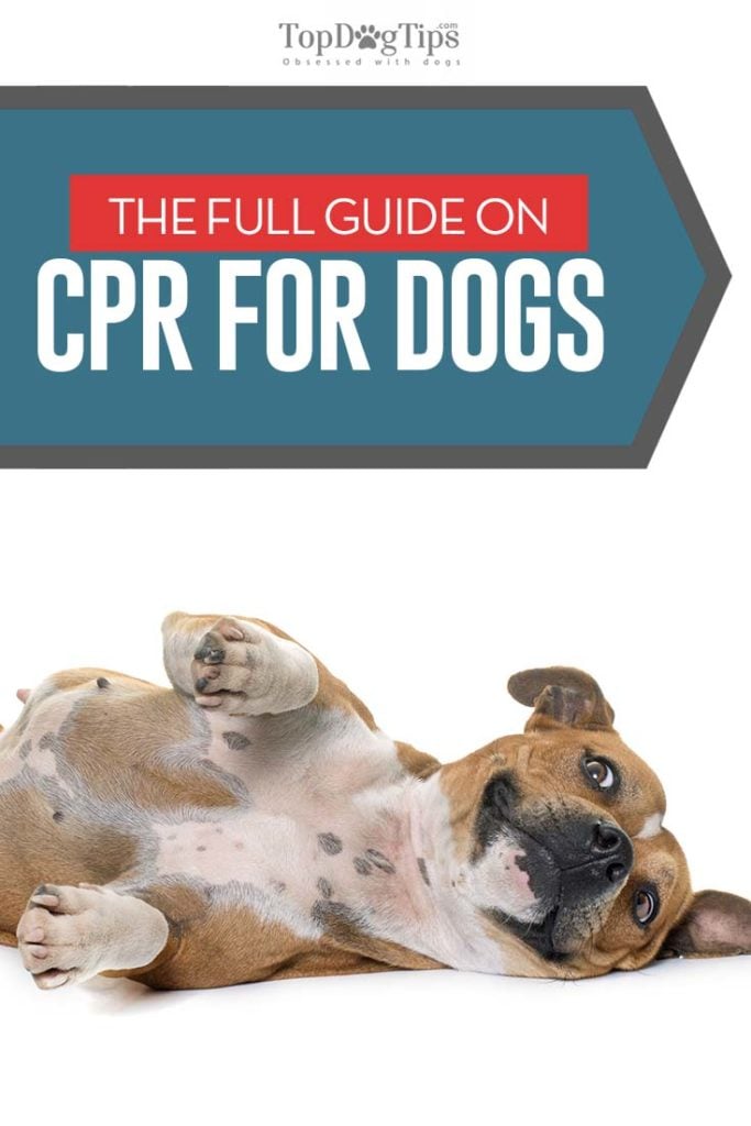 Tips on How to do CPR on a Dog