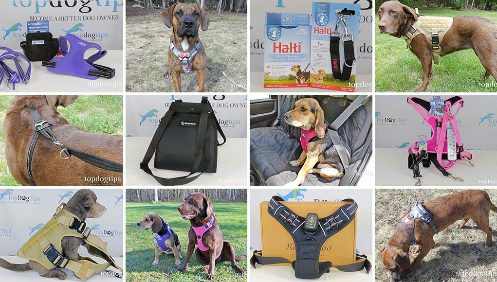 Top 10 Best Dog Harness 2020