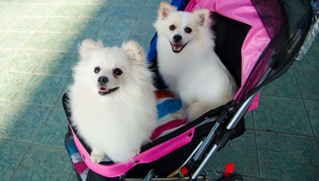 Top 10 Cheap Dog Strollers for Pet Owners on a Budget featured image