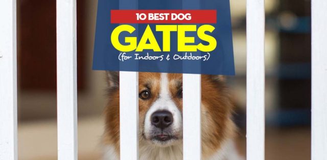 Top Best Dog Gates for Indoors and Outdoors