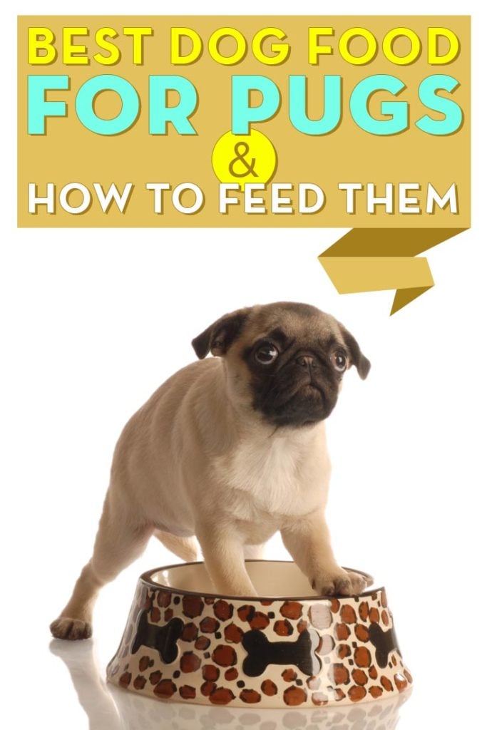 Top Rated Best Dog Food for Pugs and How to Feed