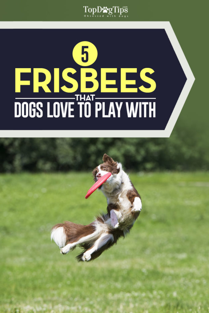 Top Rated Best Dog Frisbee Brands