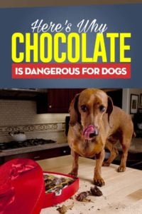 Why Is Chocolate Bad for Dogs