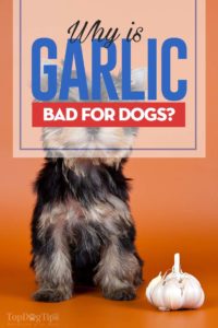 Why Is Garlic Bad for Dogs