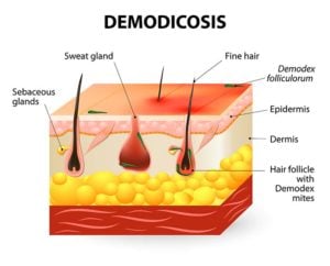 How to Treat Skin Infections in Dogs like demodicosis in dogs