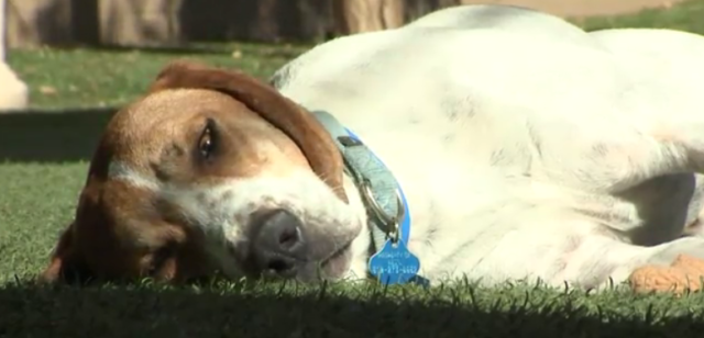 “Lucky” Dog Shot Survives Being Shot in the Head and Left in the Desert