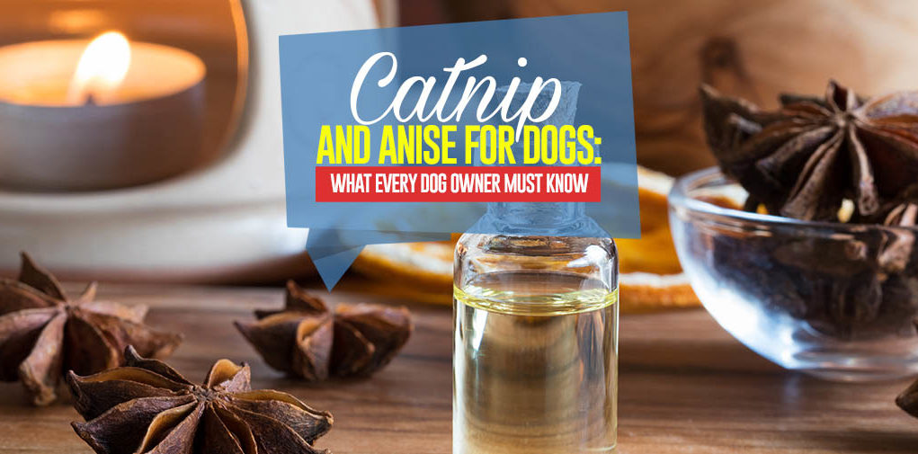 Anise and Catnip for Dogs - What You Need to Know