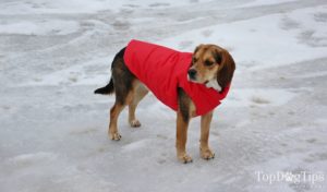 DJANGO Reversible Puffer Dog Coat Review