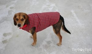 DJANGO Reversible Puffer Dog Coat