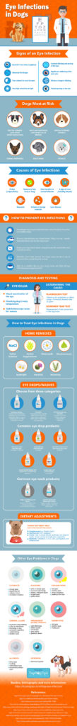 Dog Eye Infection - Prevention and Treatments [Infographic]