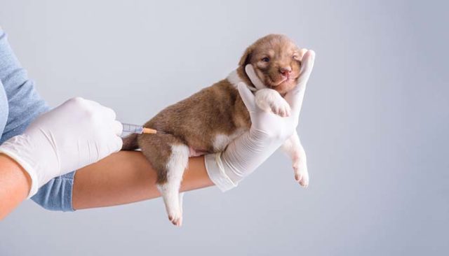 Dog Parvo - 10 Most Effective Ways to Prevent It (Based on Science)