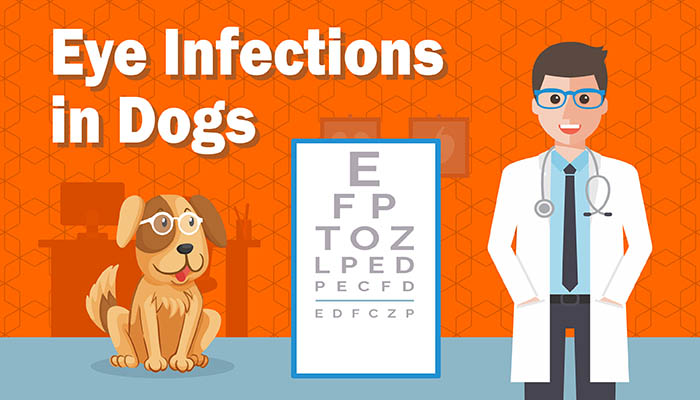 Dog Eye Infection Title Card