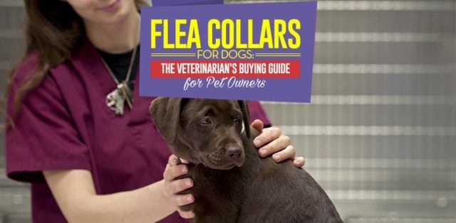 Flea Collar for Dogs - Vet's Buying Guide