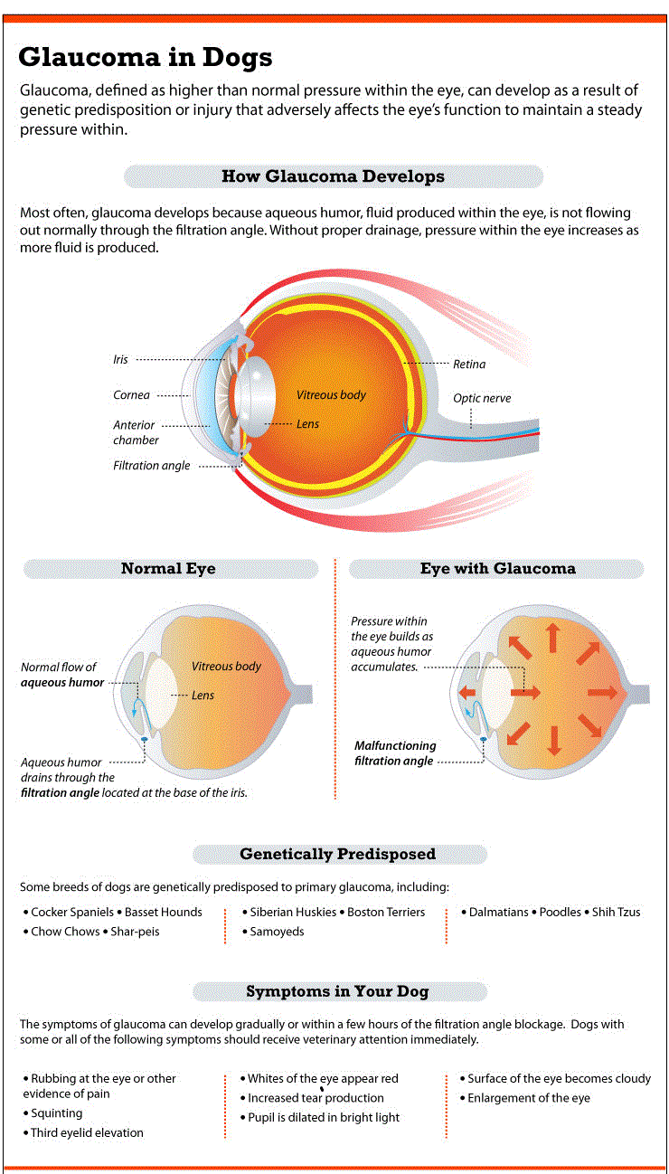 Glaucoma in dogs graphic