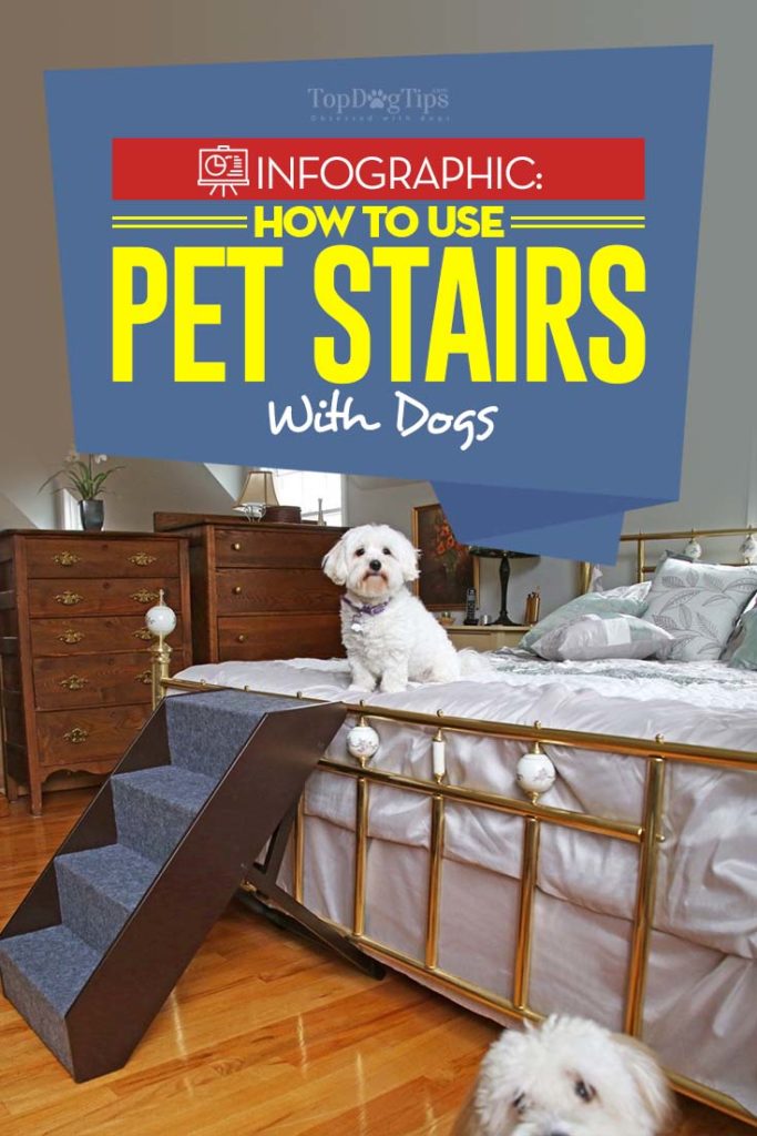 Guide on How to Train Dogs to Use Stairs and Ramps