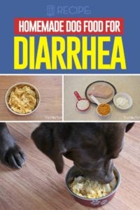 Homemade Dog Food for Diarrhea Recipe