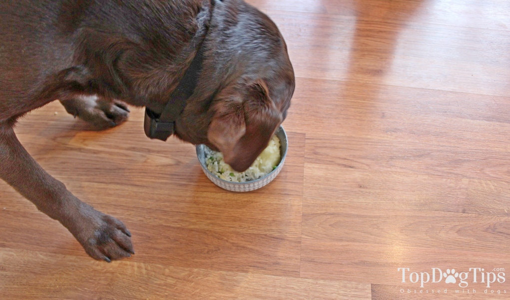 dog eating homemade food