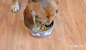 Homemade Weight Loss Dog Food