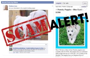 How to Avoid Puppy Adoption Scams