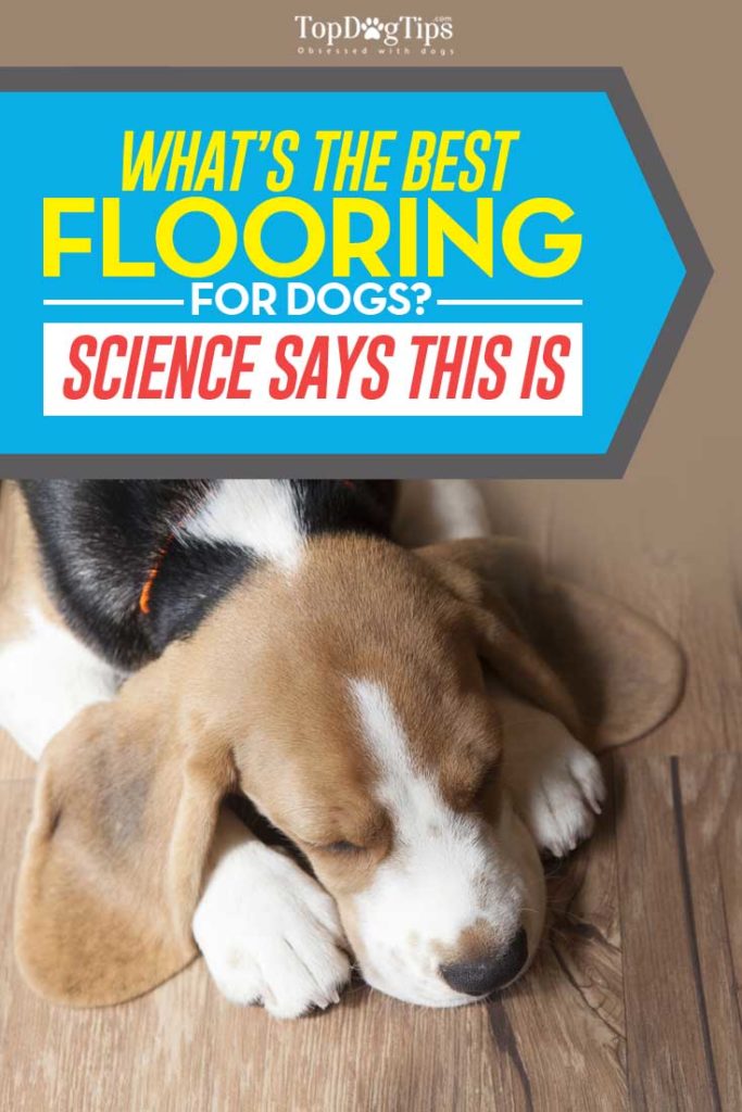 How to Choose the Best Flooring for Dogs