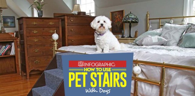 How to Train Dogs to Use Pet Stairs and Ramps featured image